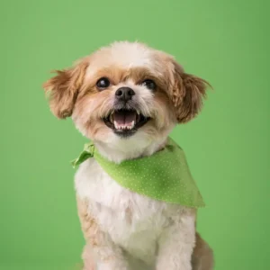 LINEA VETERINARIA